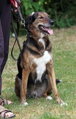 Dog Show at Bodham, North Norfolk, UK