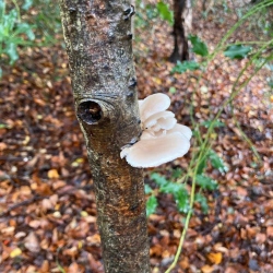 Natural World in and around Bodham, North Norfolk, UK