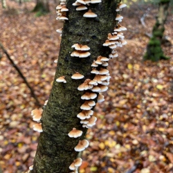 Natural World in and around Bodham, North Norfolk, UK