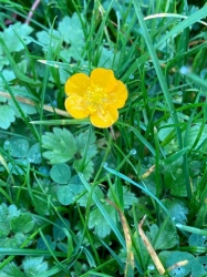 Natural World in and around Bodham, North Norfolk, UK