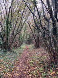 Natural World in and around Bodham, North Norfolk, UK