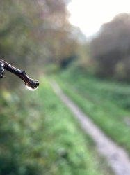 Natural World in and around Bodham, North Norfolk, UK