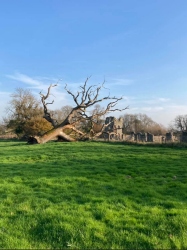 Natural World in and around Bodham, North Norfolk, UK