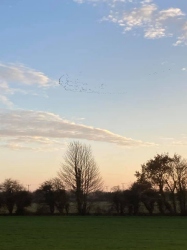 Natural World in and around Bodham, North Norfolk, UK