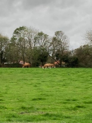 Natural World in and around Bodham, North Norfolk, UK