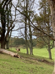 Natural World in and around Bodham, North Norfolk, UK