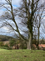 Natural World in and around Bodham, North Norfolk, UK