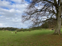 Natural World in and around Bodham, North Norfolk, UK