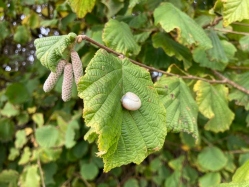 Natural World in and around Bodham, North Norfolk, UK