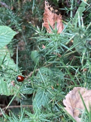 Natural World in and around Bodham, North Norfolk, UK