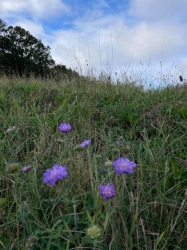 Natural World in and around Bodham, North Norfolk, UK