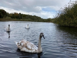 Natural World in and around Bodham, North Norfolk, UK