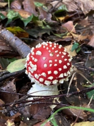 Natural World in and around Bodham, North Norfolk, UK