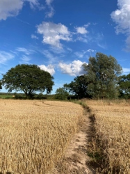 Natural World in and around Bodham, North Norfolk, UK