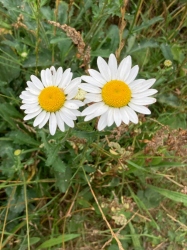 Natural World in and around Bodham, North Norfolk, UK