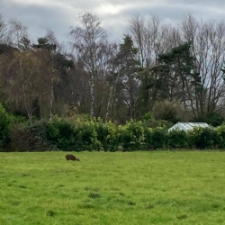 Natural World in and around Bodham, North Norfolk, UK