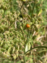 Natural World in and around Bodham, North Norfolk, UK