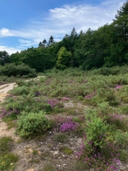 Natural World in and around Bodham, North Norfolk, UK