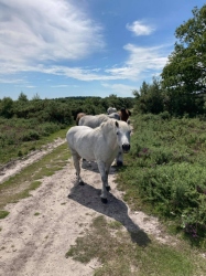 Natural World in and around Bodham, North Norfolk, UK