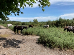 Natural World in and around Bodham, North Norfolk, UK