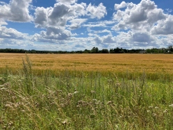 Natural World in and around Bodham, North Norfolk, UK