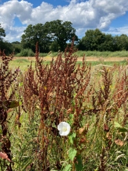 Natural World in and around Bodham, North Norfolk, UK