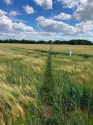 Natural World in and around Bodham, North Norfolk, UK