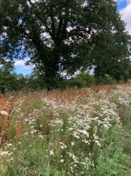 Natural World in and around Bodham, North Norfolk, UK