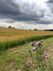 Natural World in and around Bodham, North Norfolk, UK