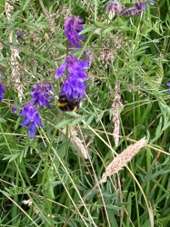 Natural World in and around Bodham, North Norfolk, UK