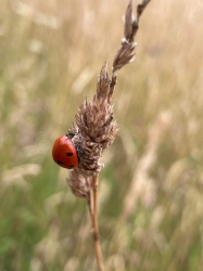 Natural World in and around Bodham, North Norfolk, UK