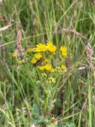 Natural World in and around Bodham, North Norfolk, UK